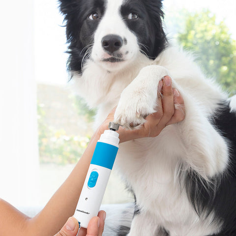 Dog accessories